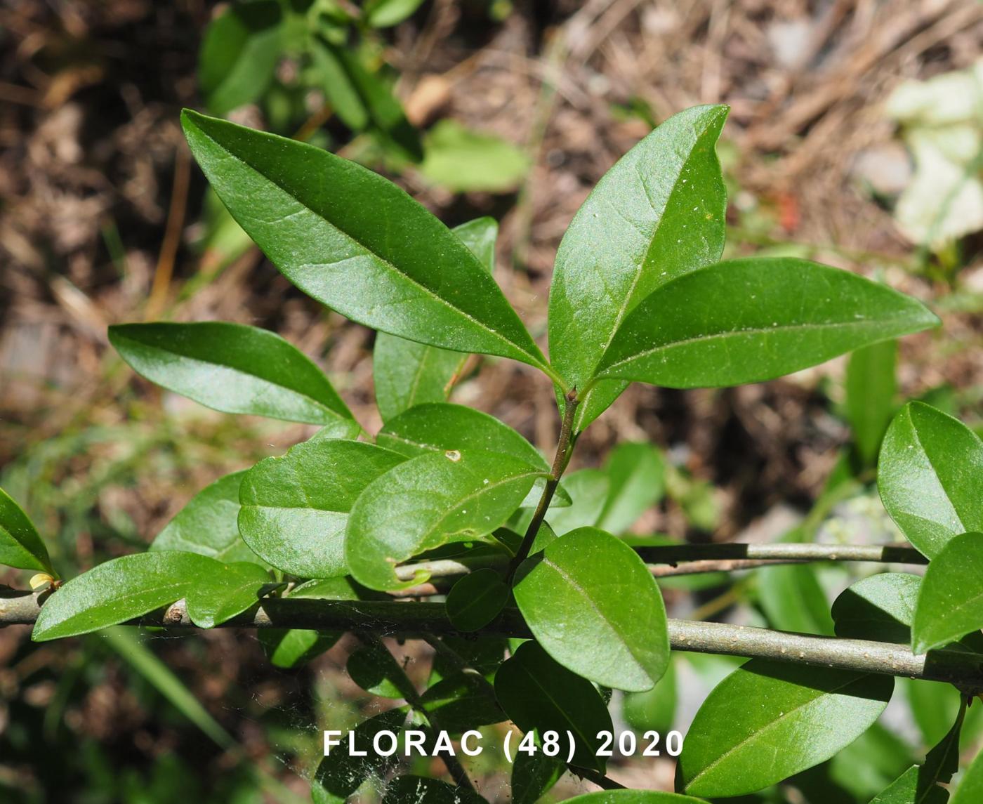 Privet leaf